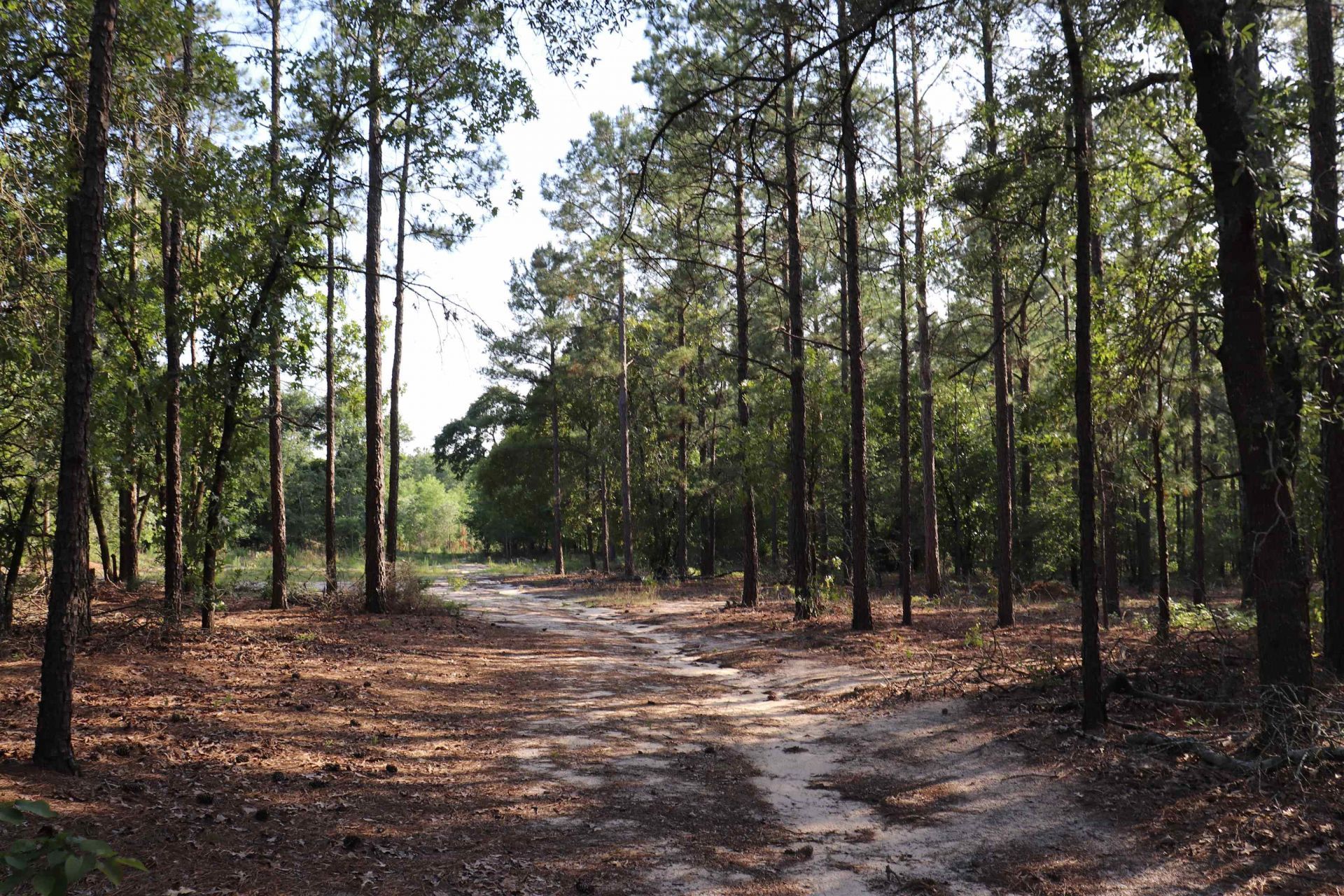2631 Charlie Johnson Rd  Photo 9