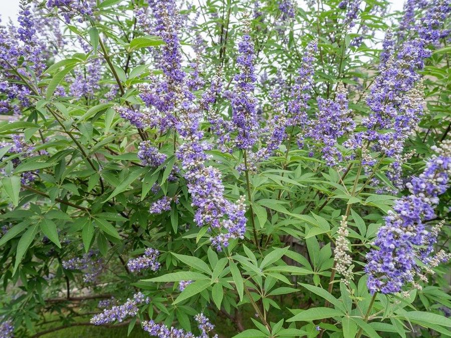 Property Image 37