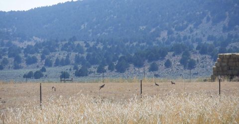 11069 Mosquito Road, Gerlach, NV 89412 Photo