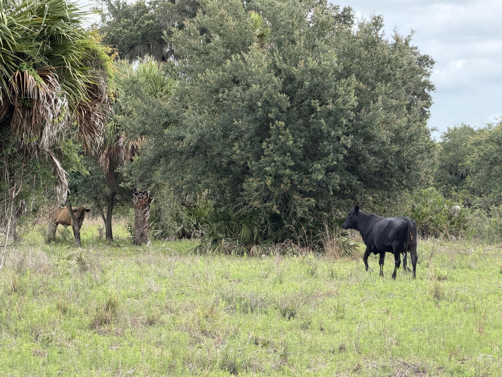 0 Co Rd 832, Clewiston, FL 33440 Photo