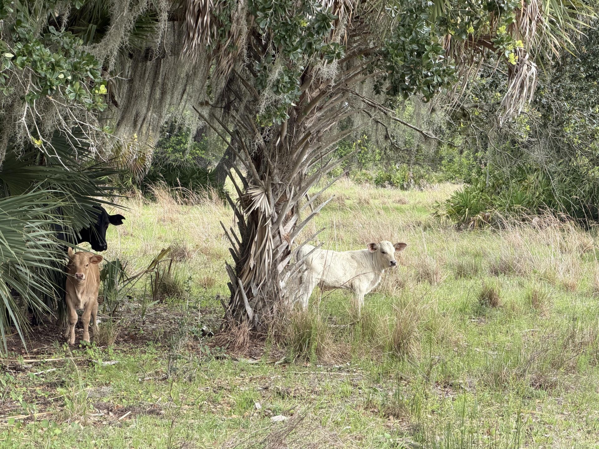 0 Co Rd 832, Clewiston, FL 33440 Photo