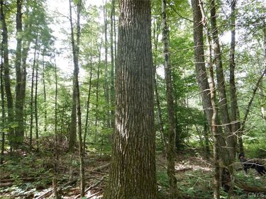 Bull Hill Road , Newfield, NY 14867