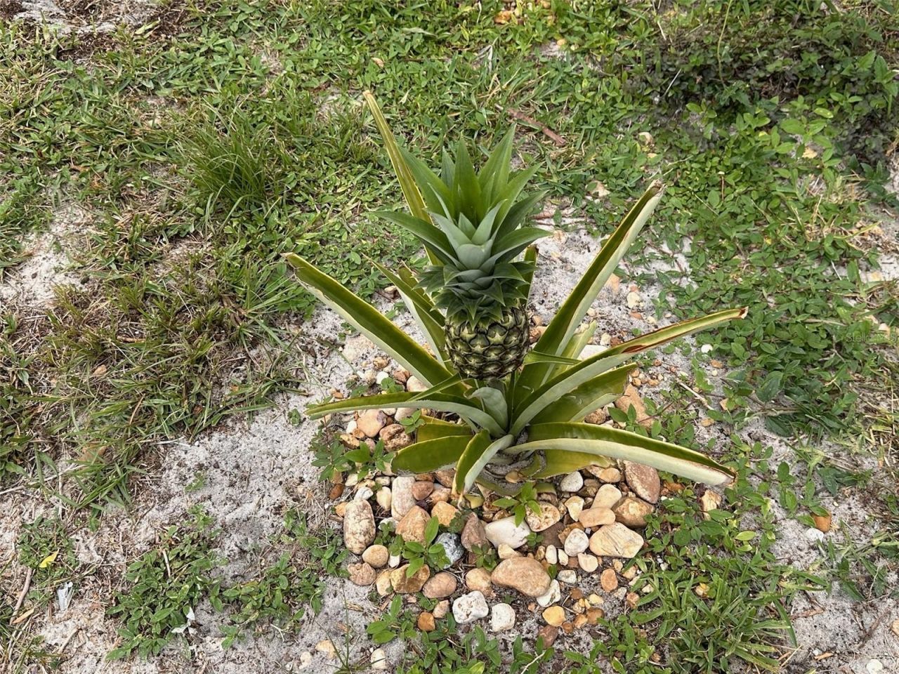 7388 SE Swan Avenue , Hobe Sound, FL 33455 Photo