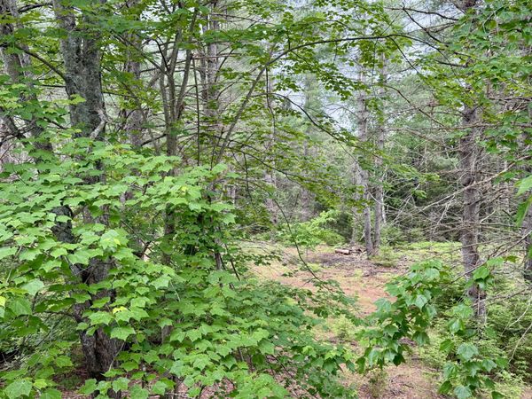10576 Cope Road, Onaway, MI 49765