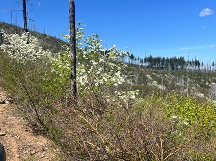 40 Wentworth Springs, Georgetown, CA 95634 Photo