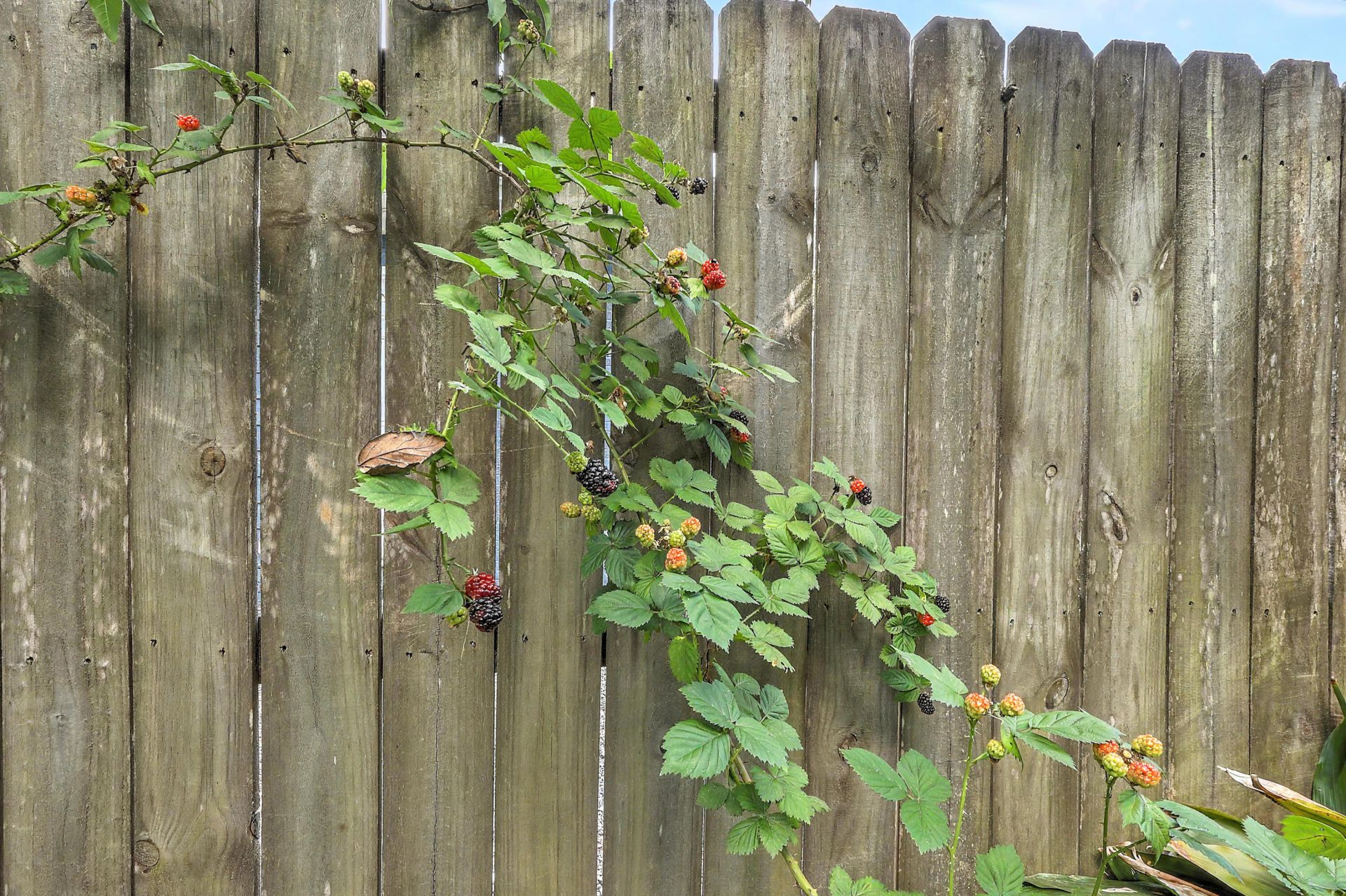 2154 Saint James Drive Photo 58