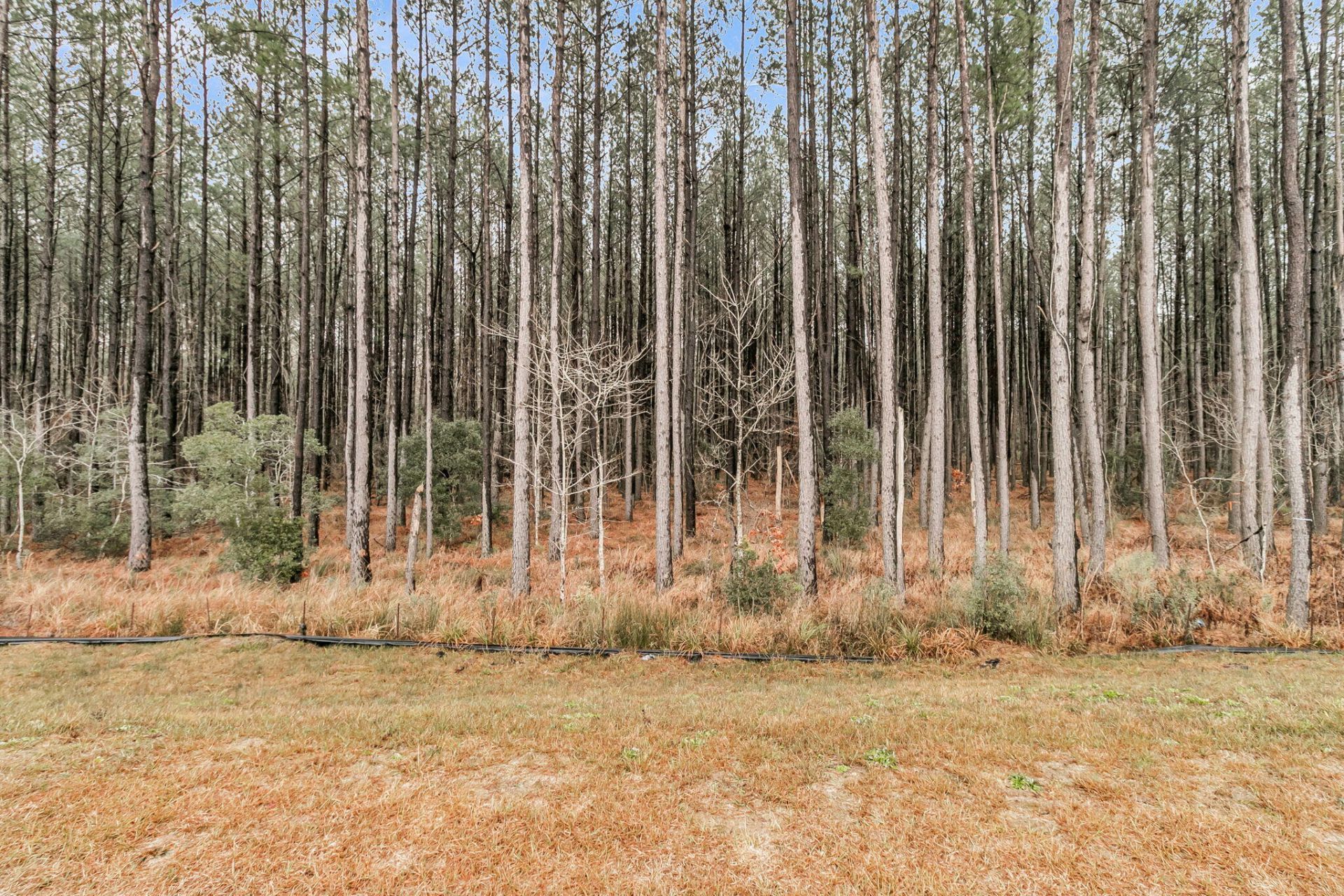 245 Summer Tanager Drive Photo 48
