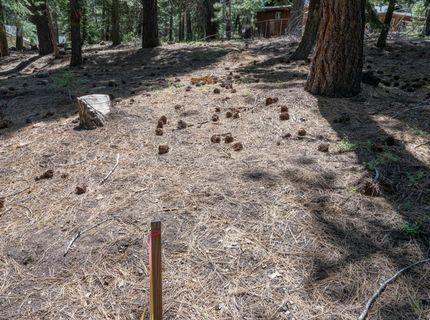 1876 Elks Club Dr, South Lake Tahoe, CA 96150 Photo