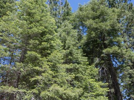 1876 Elks Club Dr, South Lake Tahoe, CA 96150 Photo