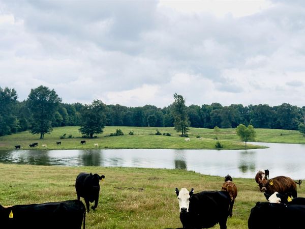 100 Acres Wynn Road, Dierks, AR 71833