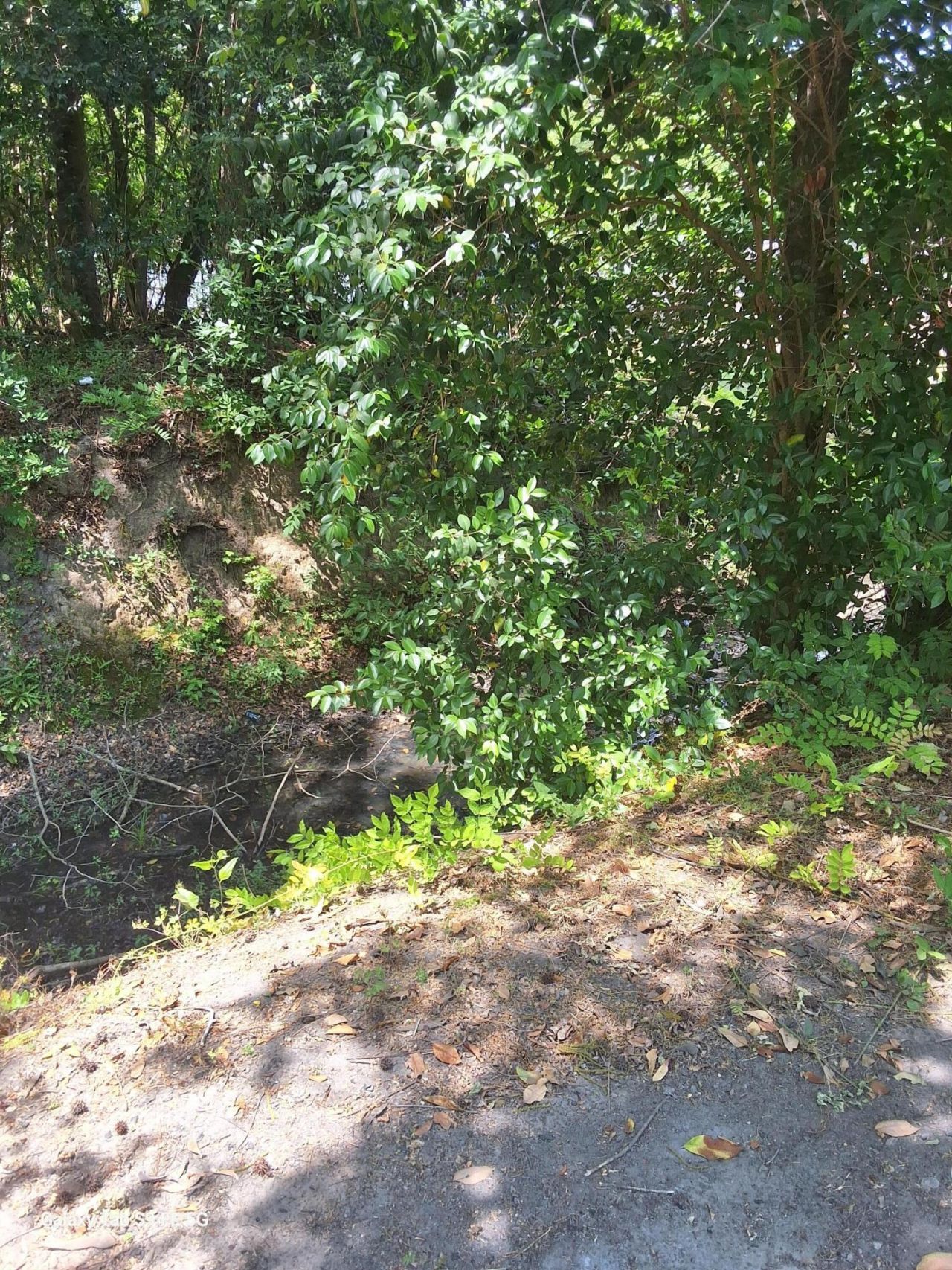 00 Palmetto Road Photo 7