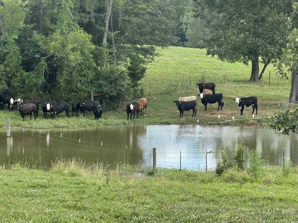 100 Acres WYNN Road, Dierks, AR 71833
