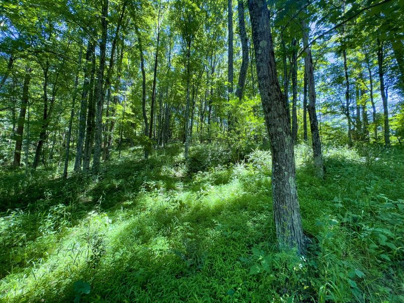 0 Long Hollow Road, Pomeroy, OH 45769 Photo 14