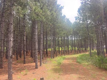 TBD2 County 2 , Nevis, MN 56467