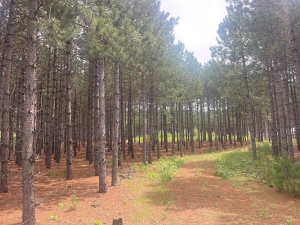 TBD2 County 2 , Nevis, MN 56467