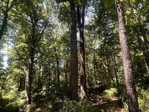 TBD SPOTTSWOOD RD, SPOTTSWOOD, VA 24476