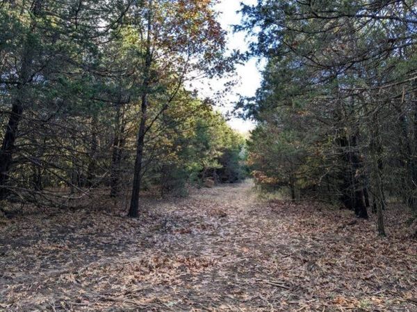 Pine Tree, Prairie Grove, AR 72758
