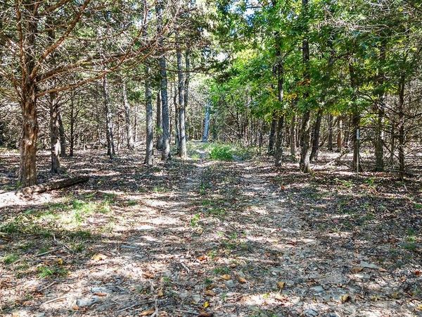 Pine Tree, Prairie Grove, AR 72758