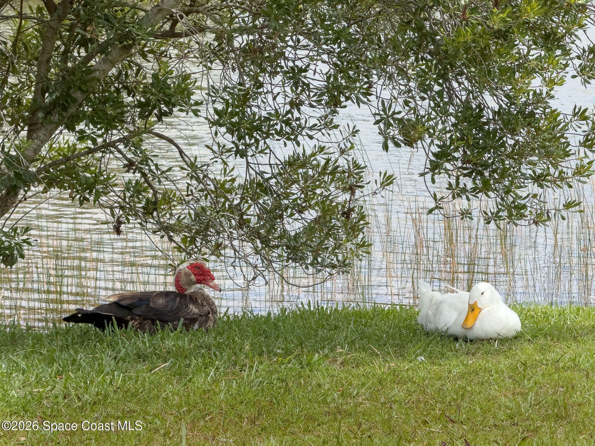 4500 Hunters Run Circle , Grant, FL 32949 Photo