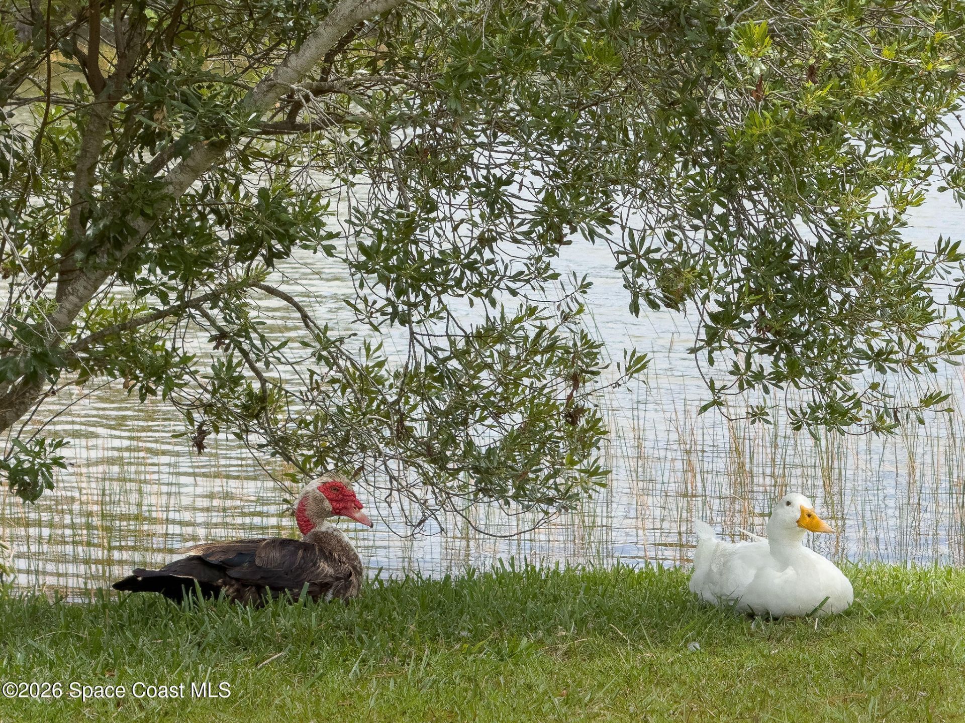 4500 Hunters Run Circle , Grant, FL 32949 Photo