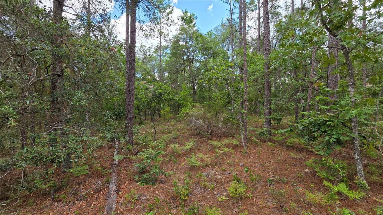 200 Hour Glass Circle, Hawthorne, FL 32640 Photo