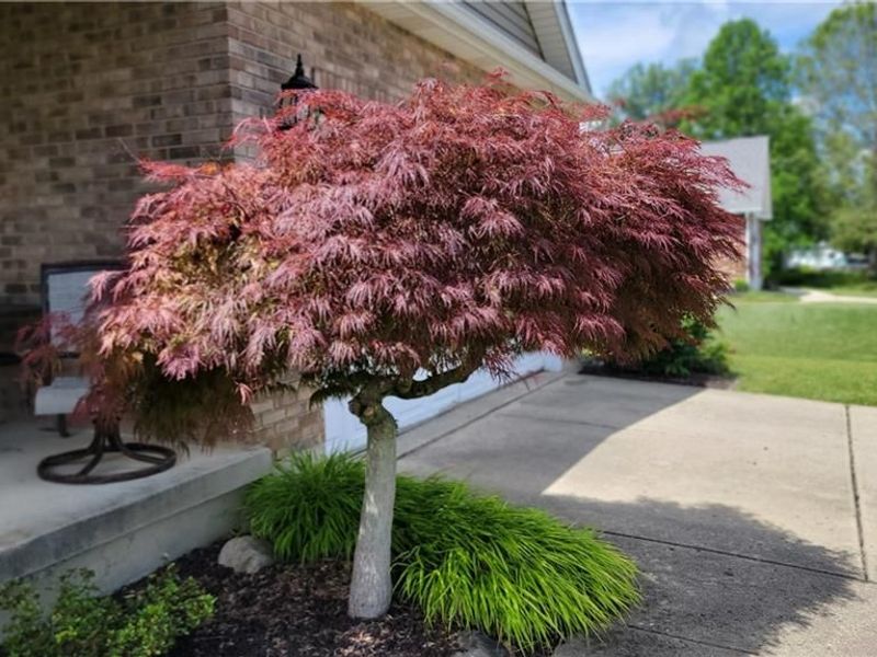 5992 Mount Royal Drive, Clayton, OH 45315 Photo 6