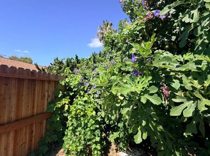 220 Bonfield Way, Sacramento, CA 95838 Photo