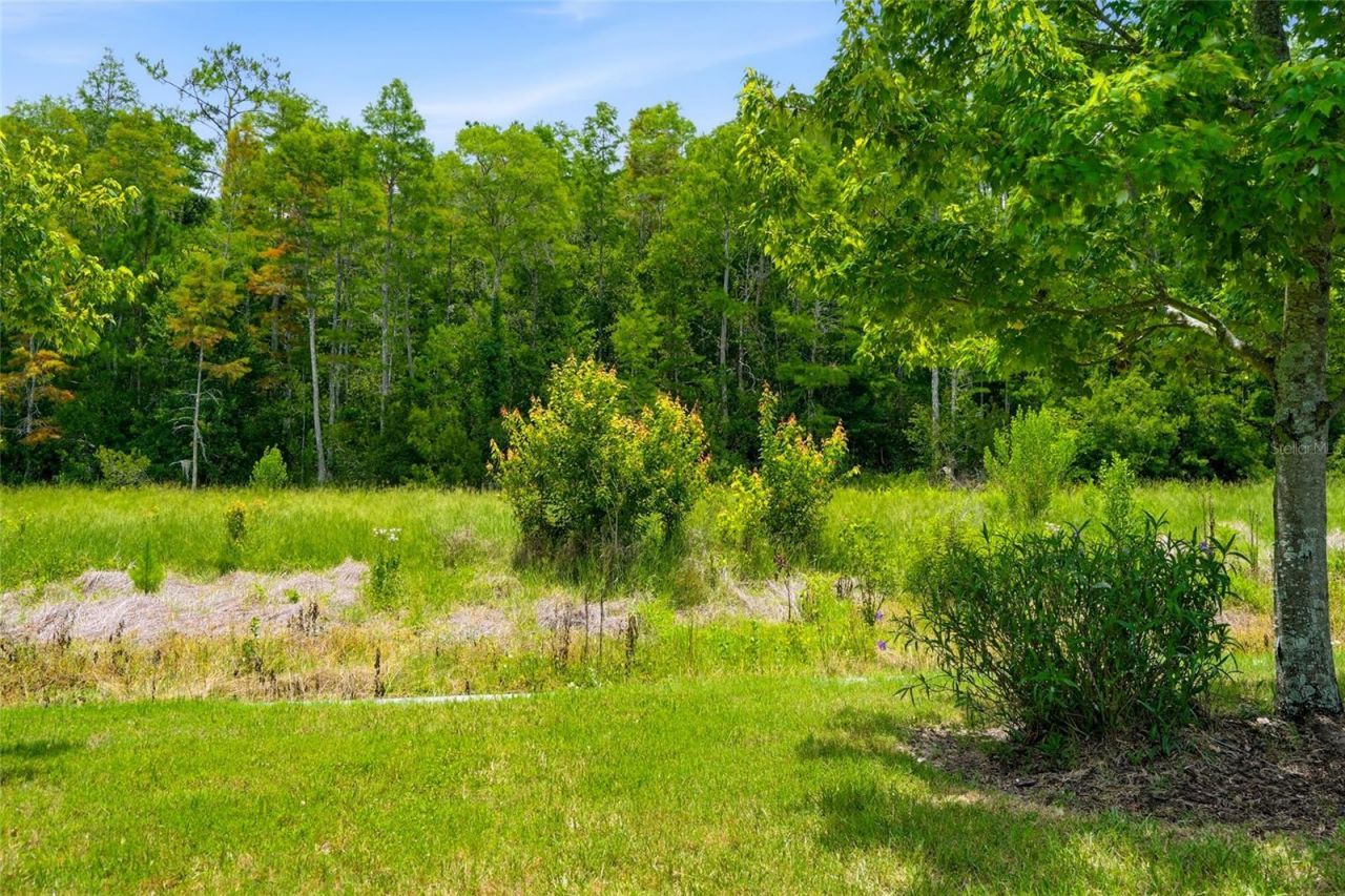 16952 Balance Cove , Land O Lakes, FL 34638 Photo