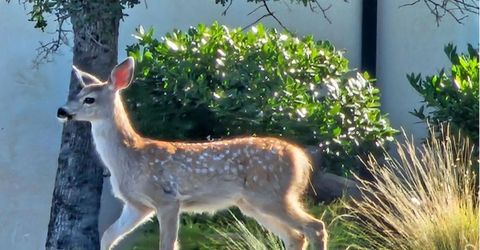 2680 Via Fiori, El Dorado Hills, CA 95762 Photo