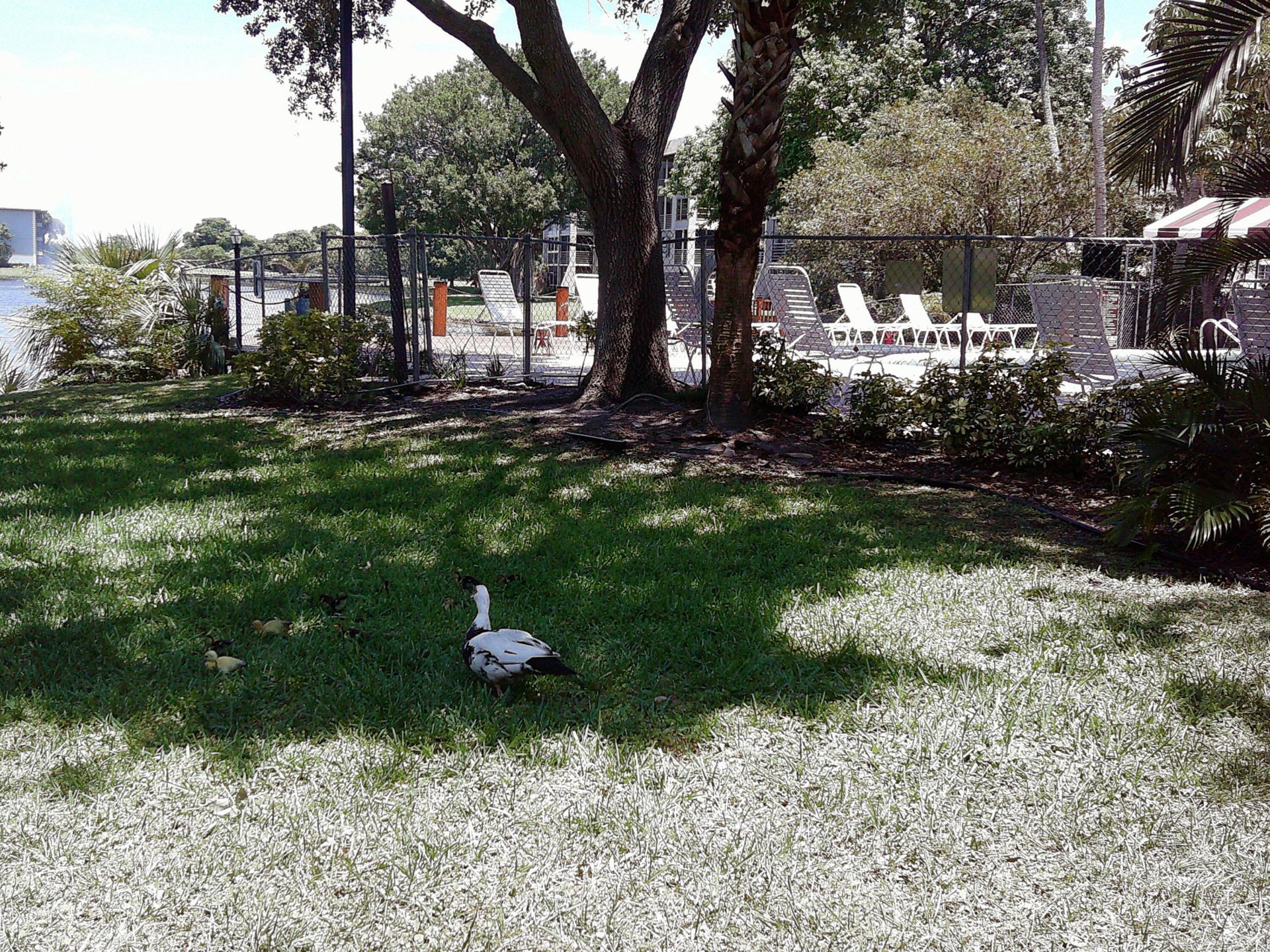 9420 Poinciana Place, Unit 409, Davie, FL 33324 Photo