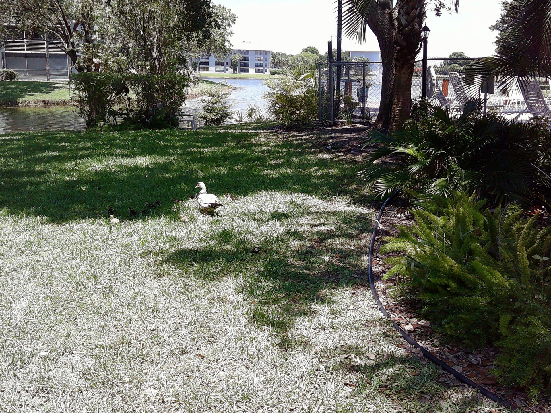 9420 Poinciana Place, Unit 409, Davie, FL 33324 Photo