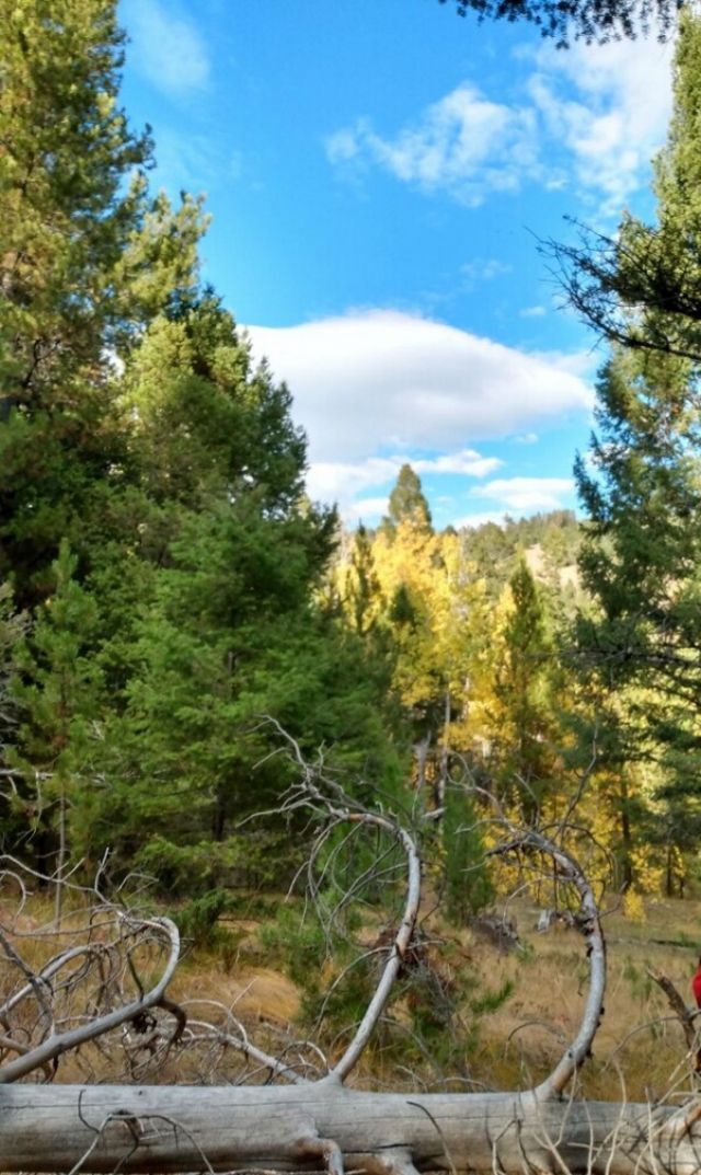 Nhn Hoover Creek Road , Helmville, MT 59843 Main Photo