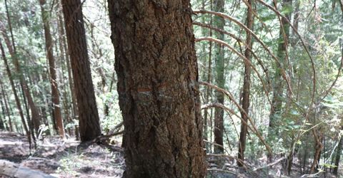 543 Main, Downieville, CA 95936 Photo
