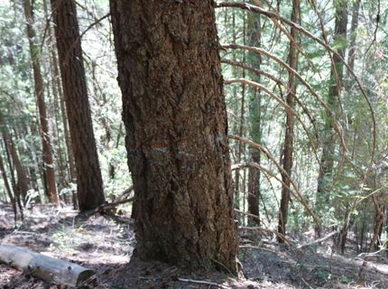 543 Main, Downieville, CA 95936 Photo