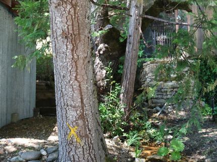 543 Main, Downieville, CA 95936 Photo