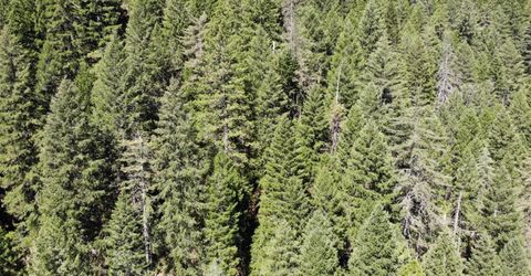 543 Main, Downieville, CA 95936 Photo