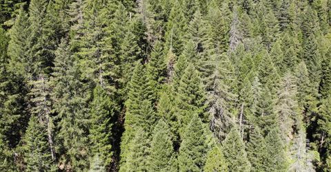 543 Main, Downieville, CA 95936 Photo