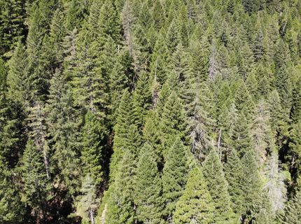 543 Main, Downieville, CA 95936 Photo