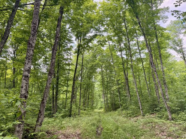 TBD~160ac Michigan 123, Newberry, MI 49868