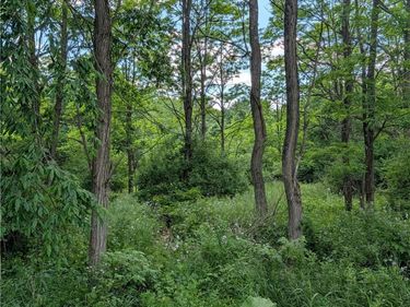Case Road, Bainbridge, NY 13733