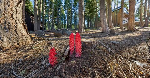 13531 Weisshorn Avenue, Truckee, CA 96161 Photo