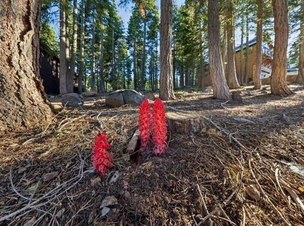 13531 Weisshorn Avenue, Truckee, CA 96161 Photo