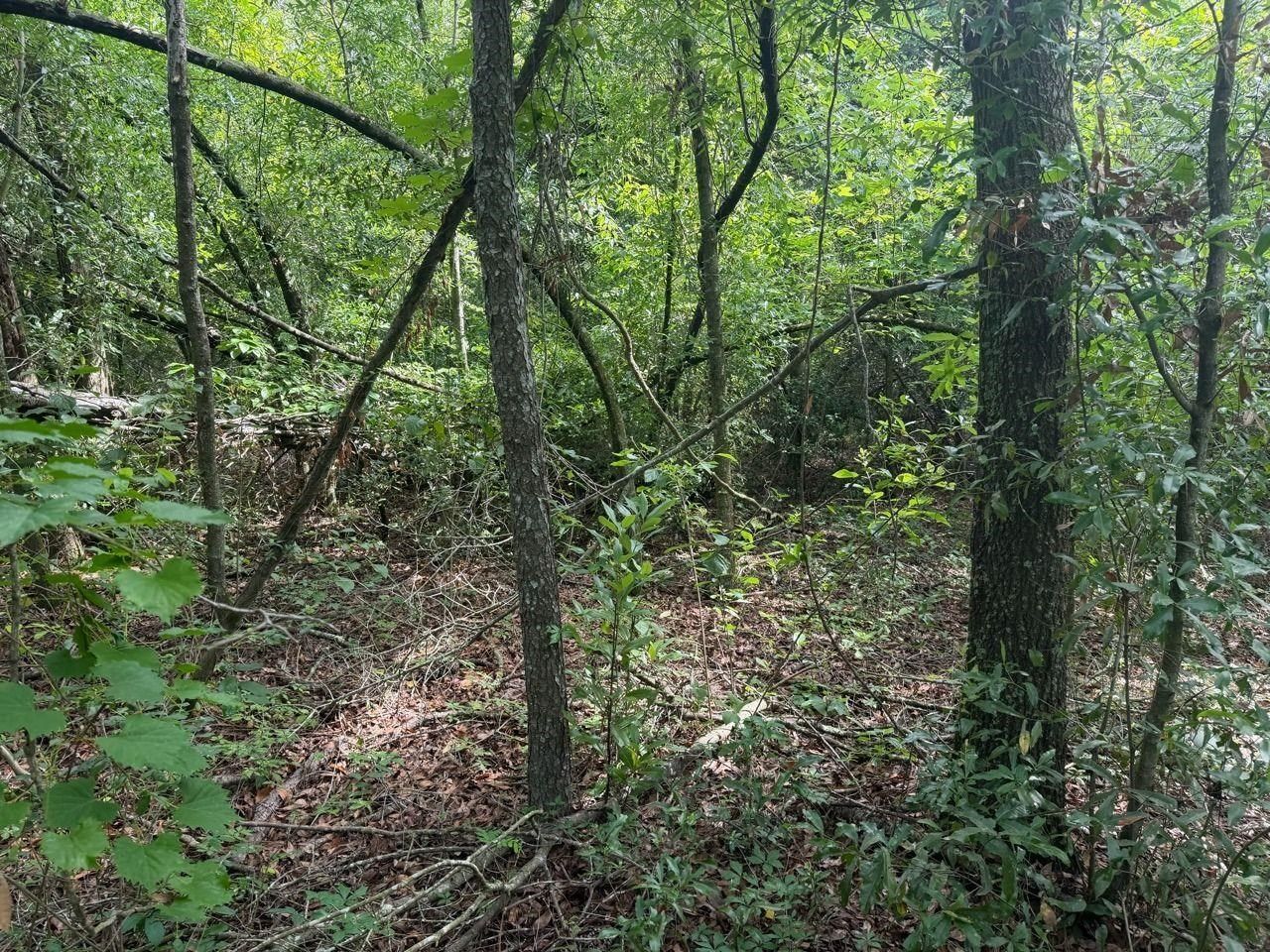 Vacant SE Camelot Way , Lee, FL 32059 Photo