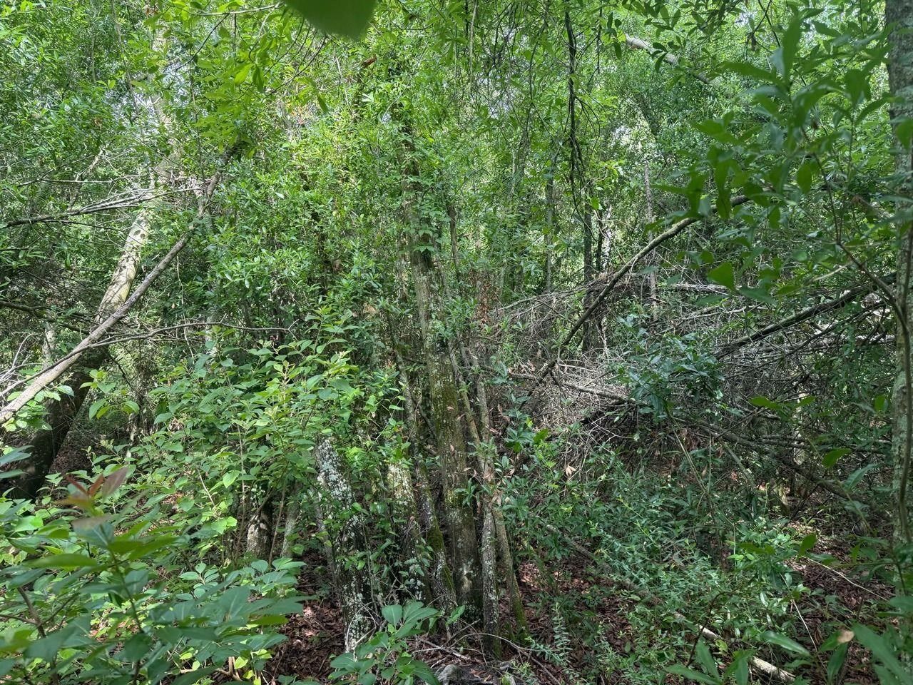 Vacant SE Camelot Way , Lee, FL 32059 Photo