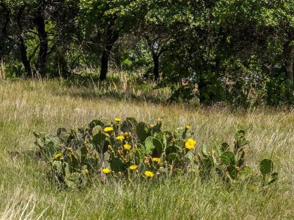 TBD County Road 126, Gordon, TX 76453