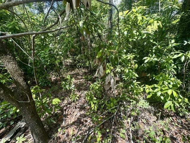 284th Street, Branford, FL 32008 Photo