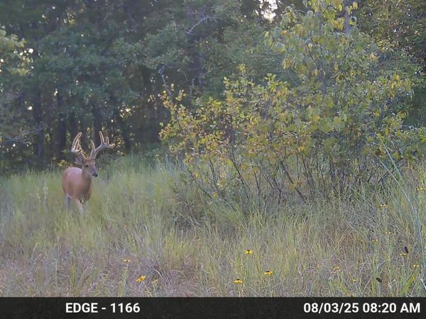 000 N State Highway 125, Bradleyville, MO 65614