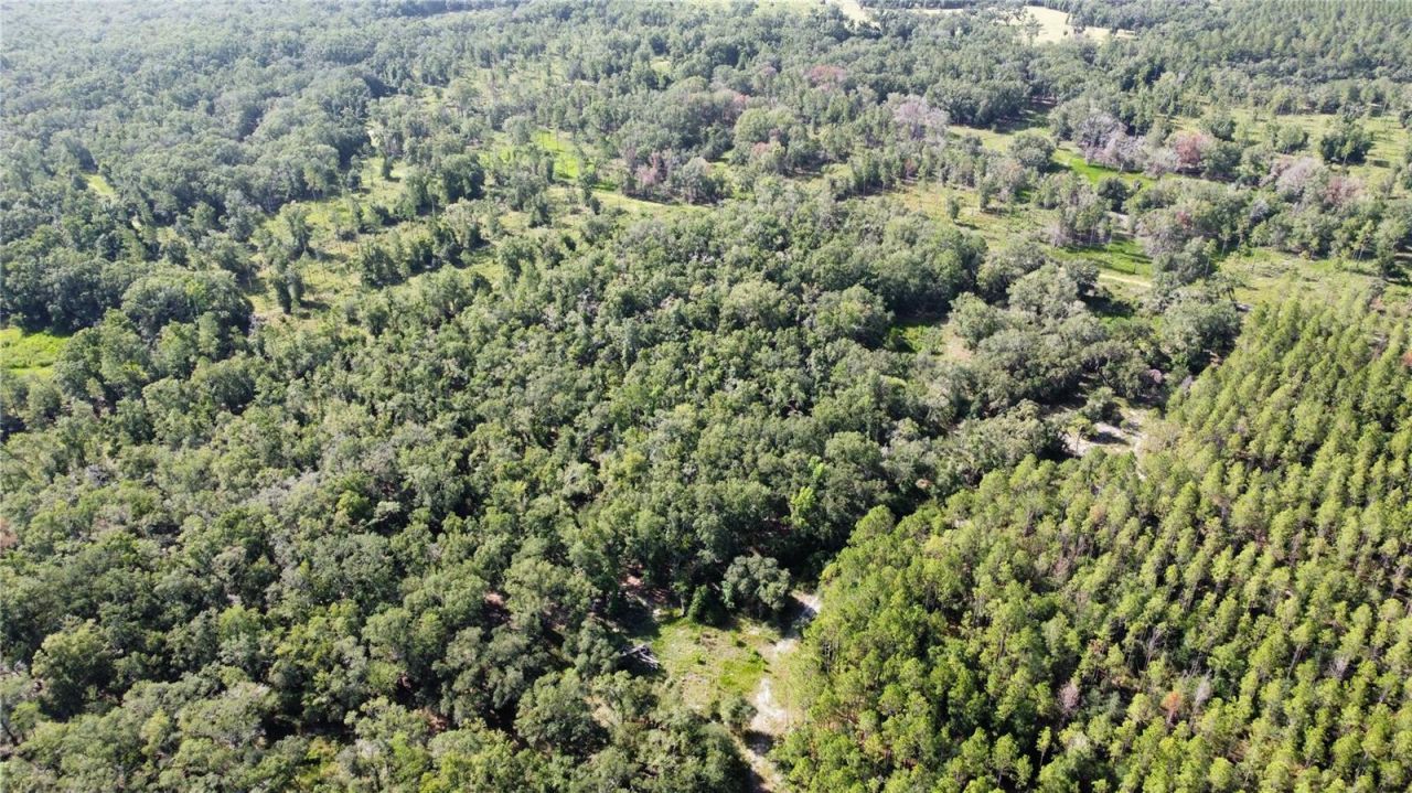 Ne Hwy 353, Old Town, FL 32680 Photo