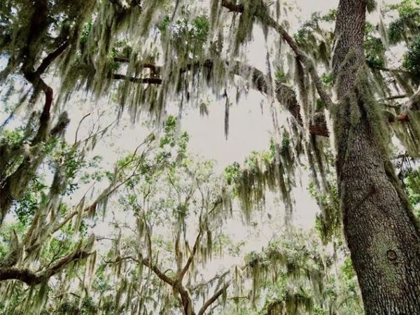 PARKWAY AVENUE , ST CLOUD, FL 34772