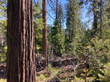 26584 Spring Rd, Pioneer, CA 95666 Photo